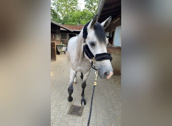 Bavarian Warmblood, Gelding, 7 years, 16,2 hh, Grey