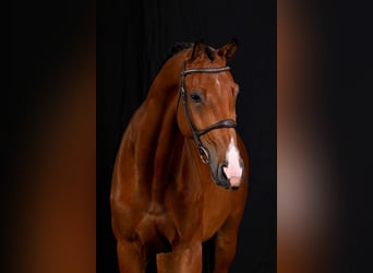 Bayerisches Warmblut, Wallach, 7 Jahre, 17,1 hh, Brauner