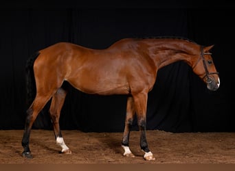 Bayerisches Warmblut, Wallach, 7 Jahre, 17,1 hh, Brauner