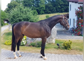 Bavarian Warmblood, Gelding, 7 years, 17 hh, Bay-Dark