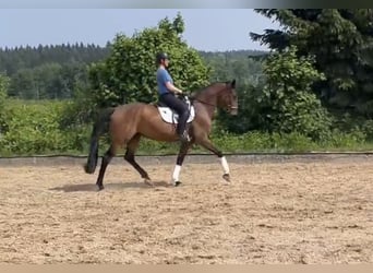 Bavarian Warmblood, Gelding, 8 years, 16.1 hh, Brown