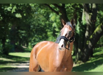 Bavarian Warmblood, Gelding, 8 years, 16,1 hh, Brown