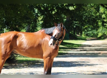 Bayerisches Warmblut, Wallach, 8 Jahre, 16,1 hh, Brauner