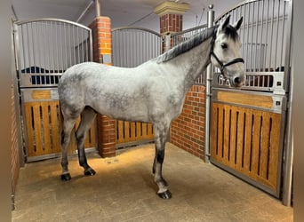 Bavarian Warmblood, Gelding, 8 years, 16.2 hh, Grey