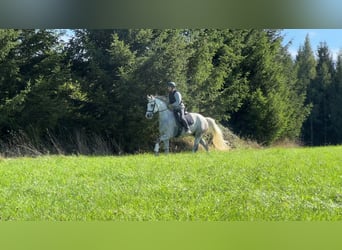Bavarian Warmblood, Gelding, 8 years, 17.1 hh, Gray