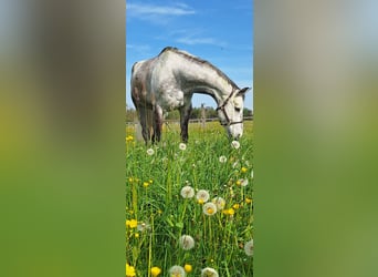 Bavarian Warmblood, Gelding, 8 years, 17.2 hh, Can be white