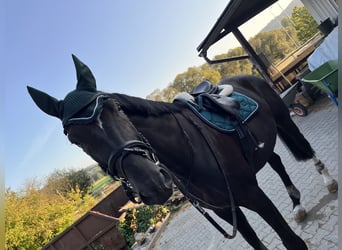 Bavarian Warmblood, Gelding, 8 years, 17,3 hh, Black