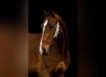 Bavarian Warmblood, Gelding, 8 years, 18 hh, Brown