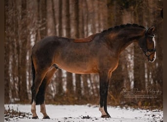 Bavarian Warmblood, Gelding, 9 years, 16.2 hh, Brown