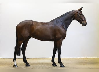 Bavarian Warmblood, Gelding, 9 years, 16.3 hh