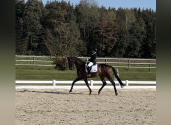 Bavarian Warmblood, Gelding, 9 years, 17.1 hh, Brown
