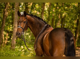 Bavarian Warmblood, Gelding, 9 years, 17.1 hh, Brown