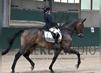 Bavarian Warmblood, Gelding, 9 years, 17.1 hh, Brown