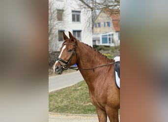 Bavarian Warmblood, Gelding, 9 years, 17.1 hh, Chestnut-Red