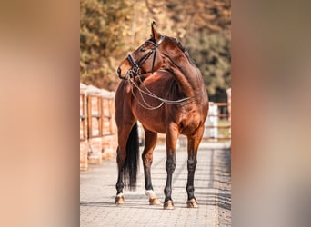 Bavarian Warmblood, Gelding, 9 years, 17 hh, Brown