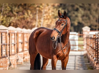 Bavarian Warmblood, Gelding, 9 years, 17 hh, Brown