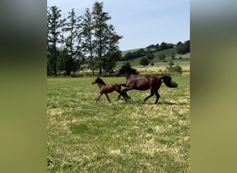 Bavarian Warmblood, Mare, 10 years, 16,1 hh, Brown