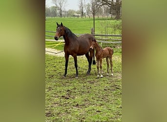 Bavarian Warmblood, Mare, 10 years, 16 hh, Brown