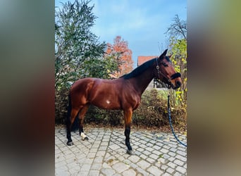 Bavarian Warmblood, Mare, 10 years, 16,1 hh, Brown