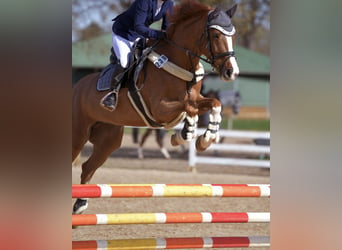 Bavarian Warmblood, Mare, 11 years, 16.1 hh, Chestnut