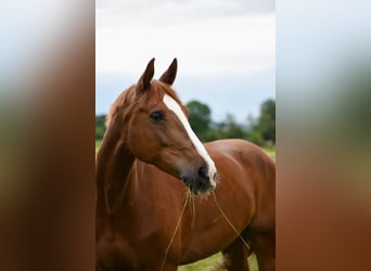 Bavarian Warmblood, Mare, 11 years, 16.1 hh, Chestnut