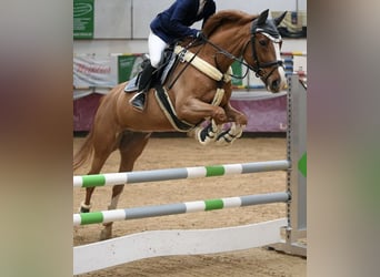 Bavarian Warmblood, Mare, 11 years, 16.1 hh, Chestnut