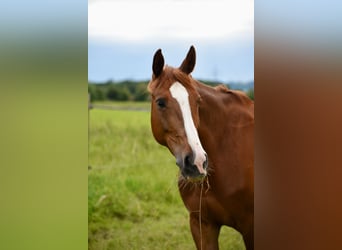 Bavarian Warmblood, Mare, 11 years, 16.1 hh, Chestnut