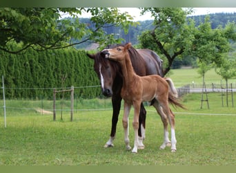 Bavarian Warmblood, Mare, 11 years, 16 hh, Chestnut