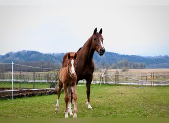 Bavarian Warmblood, Mare, 11 years, 16 hh, Chestnut