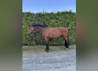 Bavarian Warmblood, Mare, 11 years, 17 hh, Brown