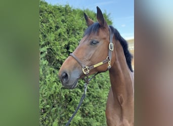 Bavarian Warmblood, Mare, 11 years, 17 hh, Brown