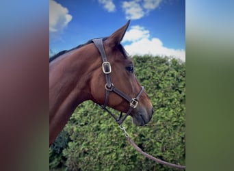 Bavarian Warmblood, Mare, 11 years, 17 hh, Brown