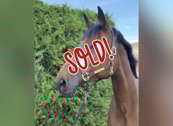 Bavarian Warmblood, Mare, 11 years, 17 hh, Brown Bavarian Warmblood, Mare, 11 years, 17 hh, Brown