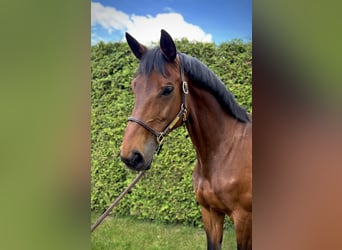 Bavarian Warmblood, Mare, 11 years, 17 hh, Brown