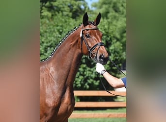 Bavarian Warmblood, Mare, 11 years, 17 hh, Brown