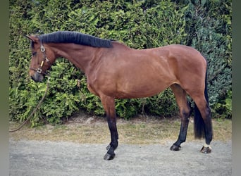 Bavarian Warmblood, Mare, 11 years, 17 hh, Brown
