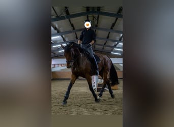 Bavarian Warmblood, Mare, 11 years, 17 hh, Brown