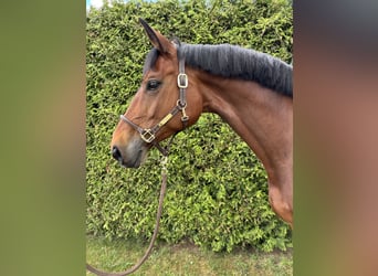 Bavarian Warmblood, Mare, 11 years, 17 hh, Brown