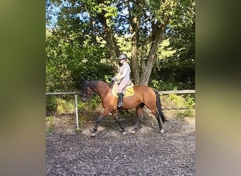 Bavarian Warmblood, Mare, 12 years, 16.1 hh, Bay-Dark