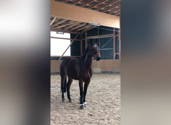 Bavarian Warmblood, Mare, 12 years, 16,1 hh, Brown