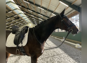 Bavarian Warmblood, Mare, 12 years, 16.2 hh, Bay-Dark