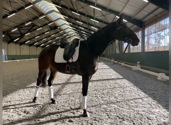 Bavarian Warmblood, Mare, 12 years, 16.2 hh, Bay-Dark