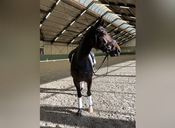 Bavarian Warmblood, Mare, 12 years, 16.2 hh, Bay-Dark