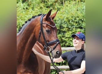 Bayerisches Warmblut, Stute, 12 Jahre, 16,2 hh, Dunkelbrauner