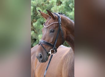 Bayerisches Warmblut, Stute, 12 Jahre, 16,2 hh, Dunkelbrauner