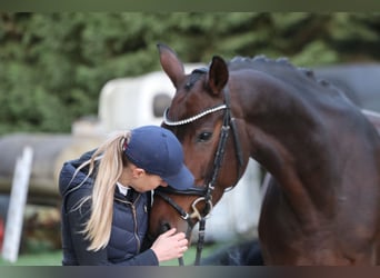 Bavarian Warmblood, Mare, 12 years, 16,2 hh, Bay-Dark