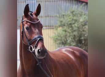 Bayerisches Warmblut, Stute, 12 Jahre, 16,2 hh, Dunkelbrauner