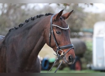 Bavarian Warmblood, Mare, 12 years, 16,2 hh, Bay-Dark