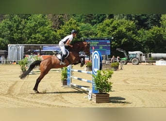 Bavarian Warmblood, Mare, 12 years, 16.2 hh, Brown