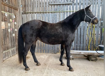 Bavarian Warmblood, Mare, 12 years, 16,3 hh, Smoky-Black